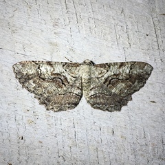 Cymatophora approximaria