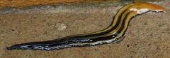 Geoplaninae