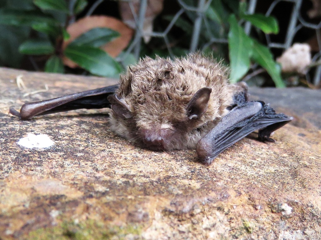 Vesper Bats from Blackmans Flat NSW 2790, Australia on February 20
