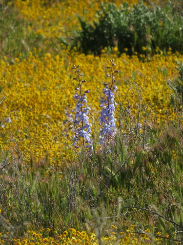 Image of Delphinium recurvatum by no rights reserved