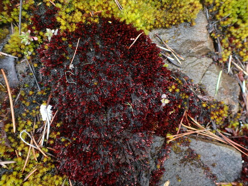 Image of Imbribryum miniatum by no rights reserved