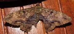 Feigeria vultura