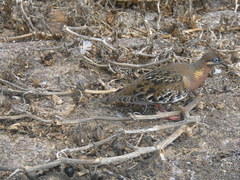Zenaida galapagoensis