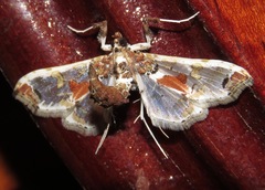 Neoleucinodes elegantalis