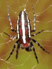 Alpaida grayi