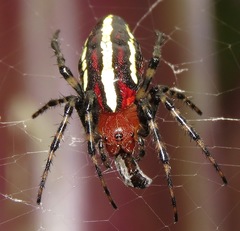 Alpaida grayi
