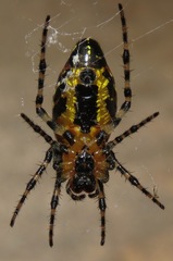 Alpaida grayi