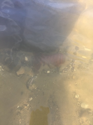 iNaturalist observation photo of California Spiny Lobster