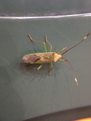 Homoeocerus rubromaculatus