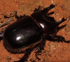 Bothynus entellus