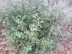 Frangula californica californica