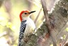 Red-bellied Woodpecker - Photo (c) SW, some rights reserved (CC BY-NC-SA), uploaded by SW