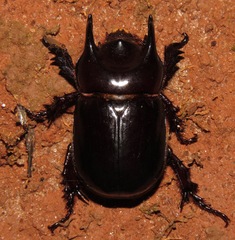 Bothynus entellus