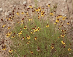 Helenium amarum badium