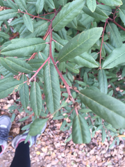 Frangula californica californica
