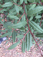 Frangula californica californica