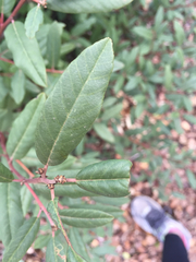 Frangula californica californica