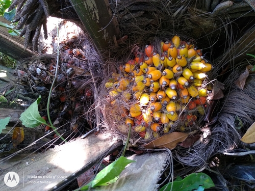 Image of Elaeis oleifera by (c) Enrique Salazar, some rights reserved (CC BY)