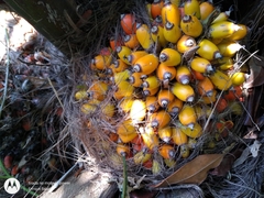 Elaeis oleifera, photograph (c) Enrique Salazar, some rights reserved (CC BY)