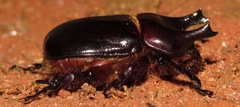 Bothynus entellus