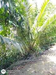 Elaeis oleifera, photograph (c) Enrique Salazar, some rights reserved (CC BY)