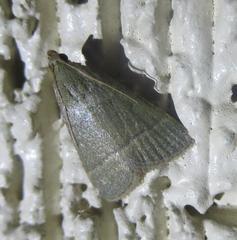 Hypsopygia nostralis