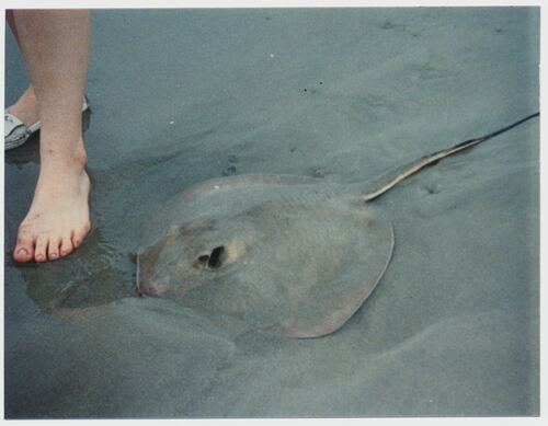 Bluntnose Stingray photographed in North Carolina