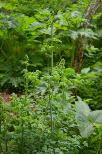 Image of Thalictrum polycarpum by (c) Gail A Baker, some rights reserved (CC BY)