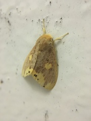 Euproctis quadrangularis