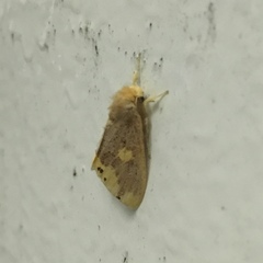 Euproctis quadrangularis