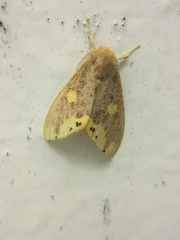 Euproctis quadrangularis