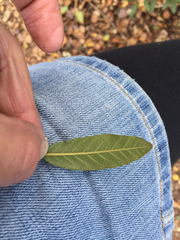 Frangula californica californica