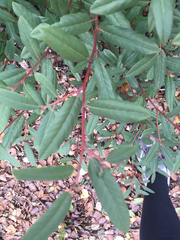 Frangula californica californica