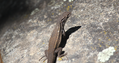 Liolaemus fuscus