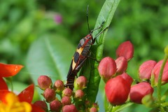 Oncopeltus unifasciatellus