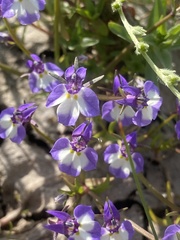 Downingia bicornuta var. picta