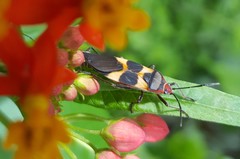 Oncopeltus unifasciatellus