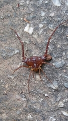 Krateromaspis dilatata