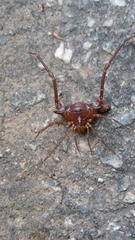 Krateromaspis dilatata