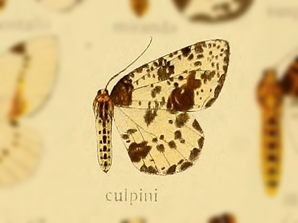 Abraxas culpini