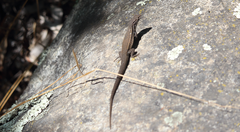 Liolaemus fuscus