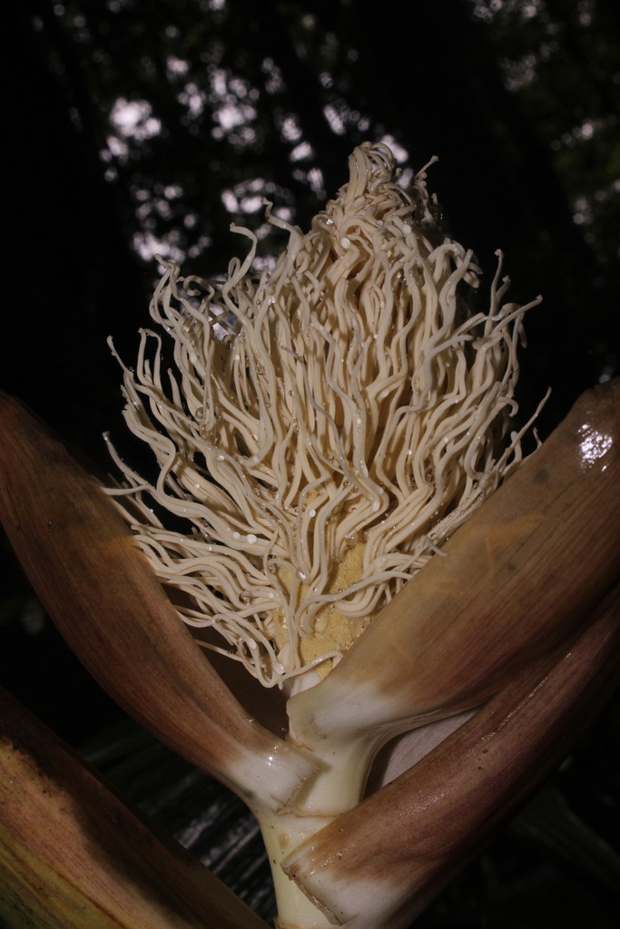 Asplundia rhodea
