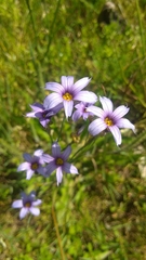 Sisyrinchium platense