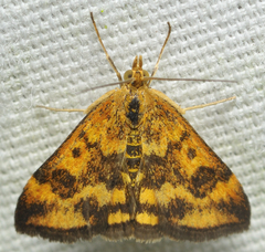 Pyrausta subsequalis