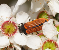 Castiarina erythroptera