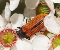 Castiarina erythroptera