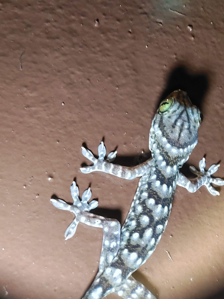 Large Forest Gecko