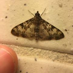 Dysallacta negatalis