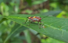 Oncopeltus unifasciatellus
