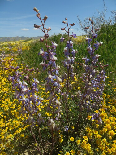 Image of Delphinium recurvatum by no rights reserved